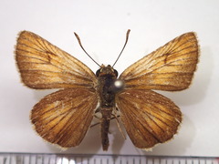Thymelicus sylvaticus