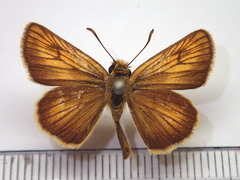 Thymelicus sylvaticus