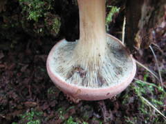 Phylloporopsis boletinoides