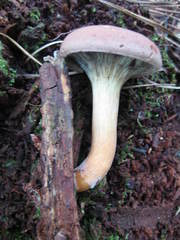 Phylloporopsis boletinoides