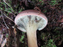 Phylloporopsis boletinoides