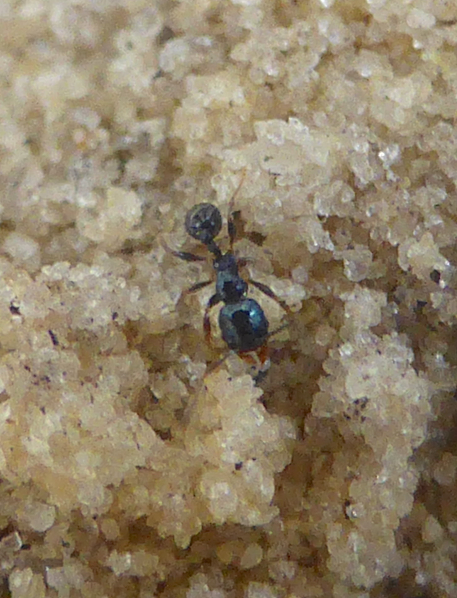 Pheidole metallescens
