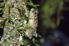 Cophyla grandis