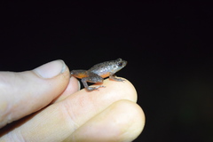 Stumpffia kibomena