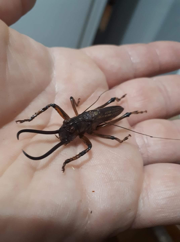 Dicranostomus