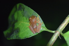 Boophis pyrrhus