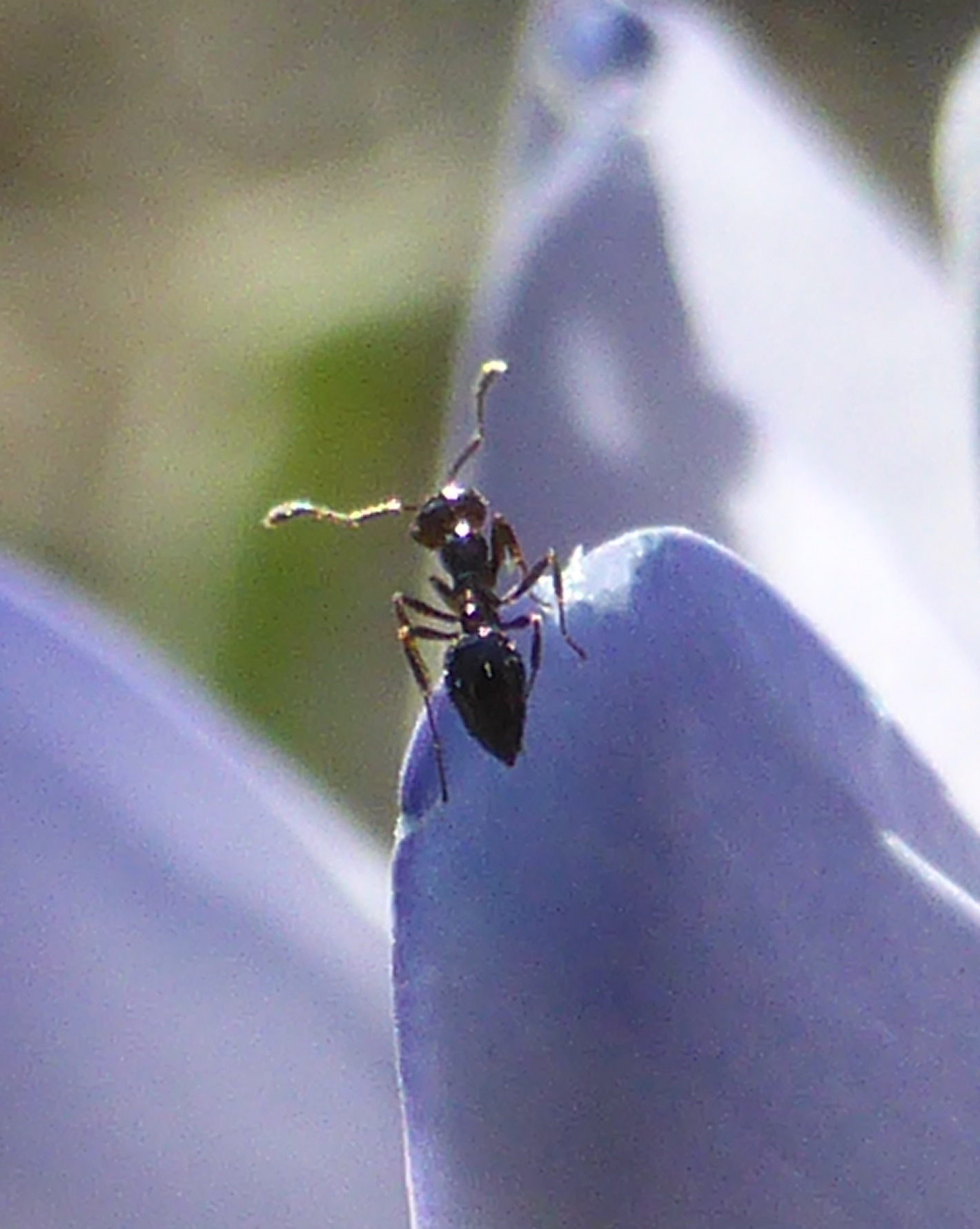 Monomorium viridum
