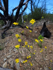 Harmonia doris-nilesiae