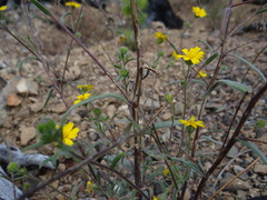 Harmonia doris-nilesiae