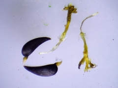 Harmonia doris-nilesiae