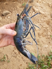 Macrobrachium rosenbergii