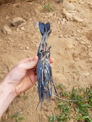 Macrobrachium rosenbergii