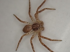 Philodromus dispar