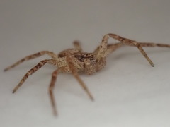 Philodromus dispar