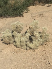 Cylindropuntia chuckwallensis