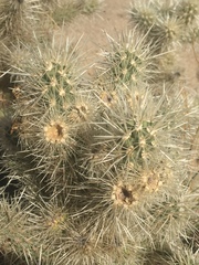 Cylindropuntia chuckwallensis