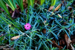 Dianthus gratianopolitanus