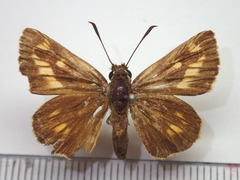Ochlodes ochracea