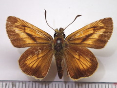 Ochlodes ochracea