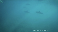 Stenella longirostris