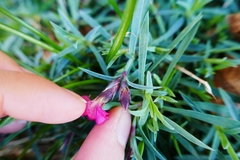 Dianthus gratianopolitanus