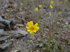 Harmonia doris-nilesiae