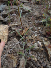 Harmonia doris-nilesiae