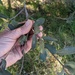 Quercus berberidifolia × engelmannii - Photo (c) Vince Scheidt, algunos derechos reservados (CC BY-NC), subido por Vince Scheidt