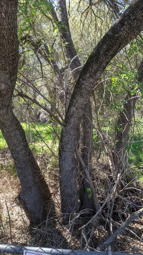 Quercus berberidifolia × engelmannii