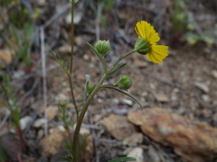 Harmonia doris-nilesiae