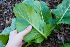 Brassica juncea