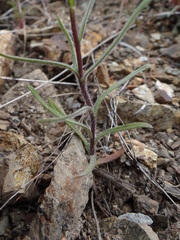 Harmonia doris-nilesiae
