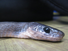 Coelognathus flavolineatus