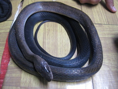 Coelognathus flavolineatus