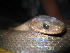 Coelognathus flavolineatus