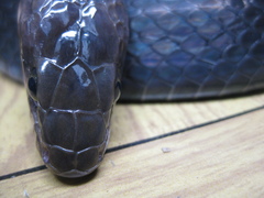 Coelognathus flavolineatus