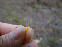 Harmonia doris-nilesiae