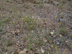 Harmonia doris-nilesiae