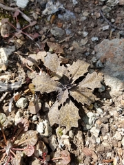 Streptanthus batrachopus