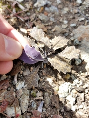 Streptanthus batrachopus