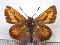 Ochlodes ochracea