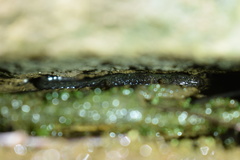 Desmognathus abditus