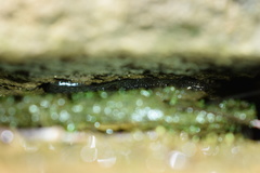 Desmognathus abditus