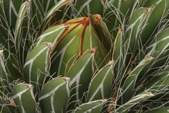Agave filifera