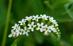 Heliotropium steudneri