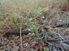 Hesperolinon micranthum