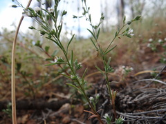 Hesperolinon micranthum