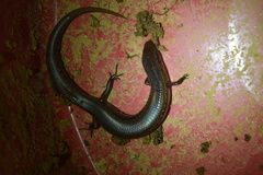 Common Madagascar Skink photo 3