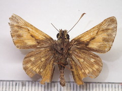 Ochlodes venatus
