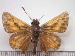 Ochlodes venatus